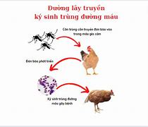 Bệnh Ký Sinh Trùng Đường Máu Là Gì