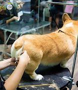 Cắt Tỉa Lông Chó Corgi