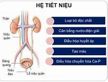 Thể Tích Nước Tiểu Phụ Thuộc Vào Ngoại Trừ